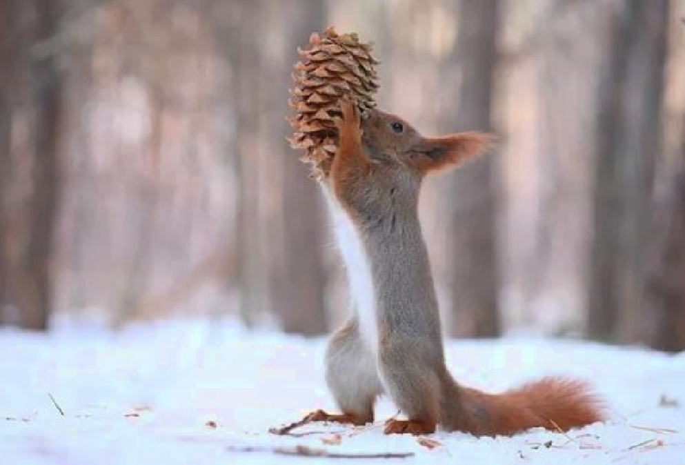 这是我见过最悲剧的松鼠,在汽车中辛苦存了40斤干果,一下子没啦