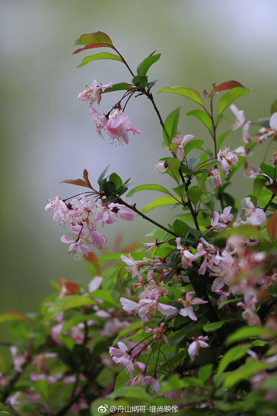春天,小区的花儿开了_新浪看点