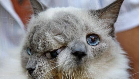 地球上寿命最长的双面猫, 三只眼两张嘴, 出现概率百万分之一