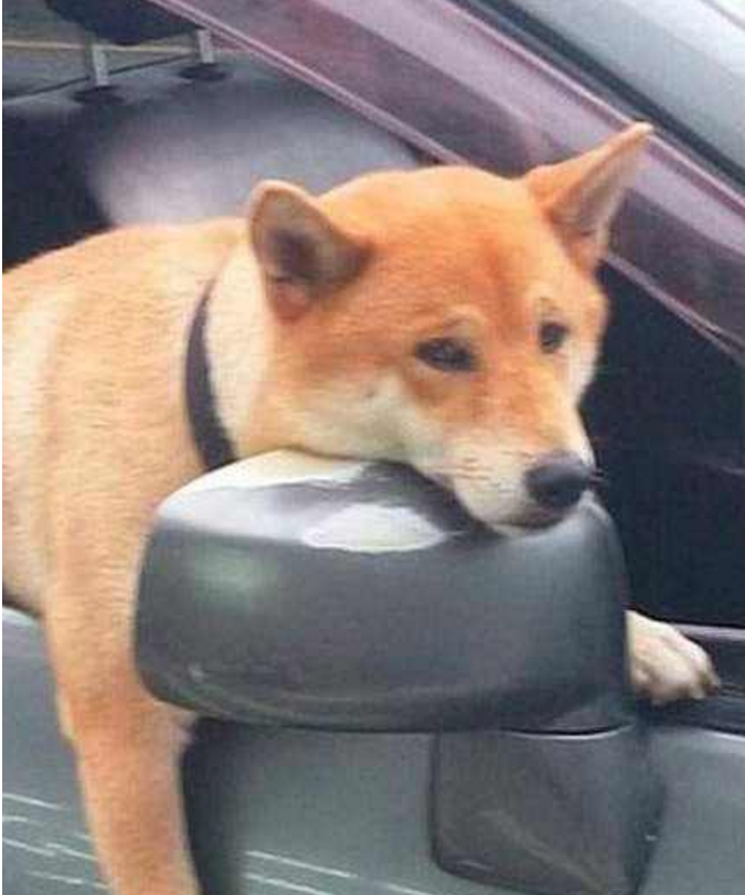 狗子被主人留在车上,趴在后视镜上等主人,这表情我见犹怜