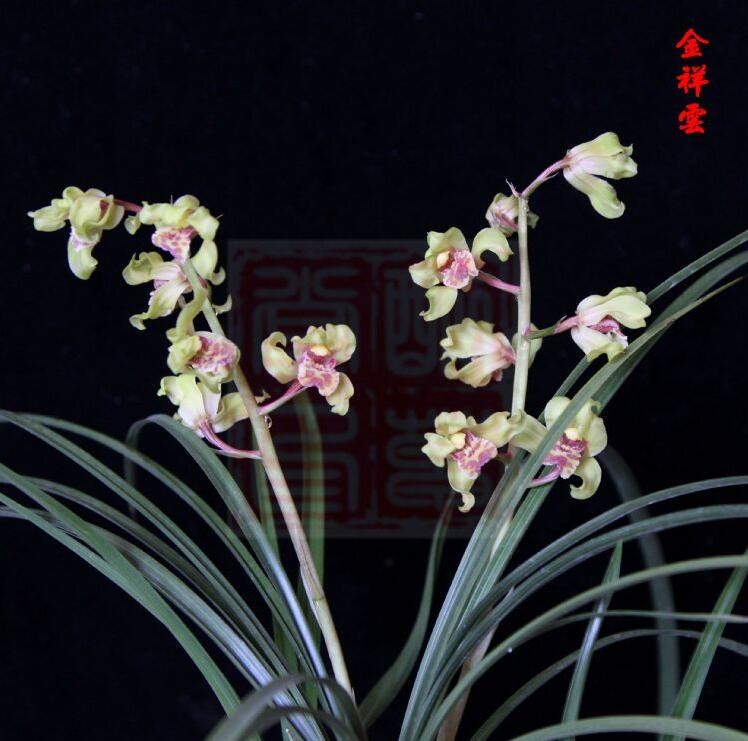 蕙兰金祥云花开请欣赏