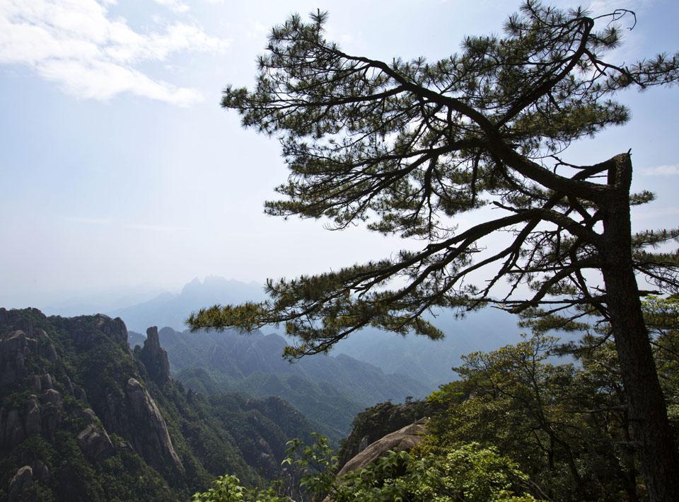 悬崖峭壁 深壑幽谷中的生命赞歌 三清松