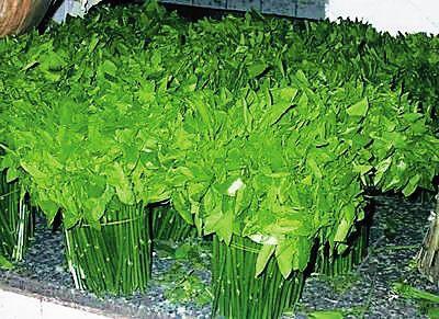 这菜北方没有,南方有,种植简单,全年可采收,一斤能卖二三十元|南方|树仔菜|蔬菜_新浪新闻