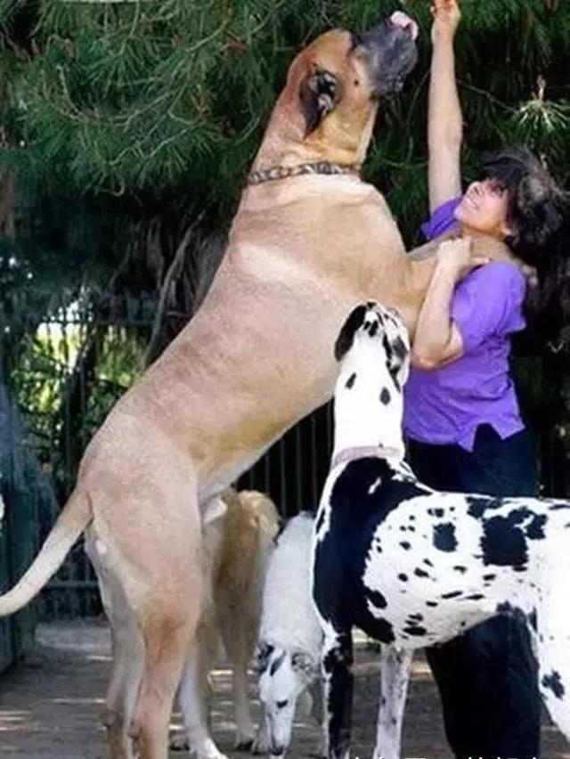 有些事只有养过大狗的人才会懂