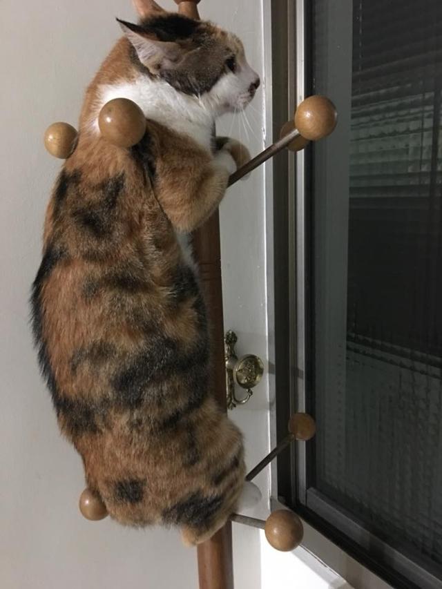 网友到家发现猫咪消失不见,准备挂衣服找时,衣架上东西让他笑喷
