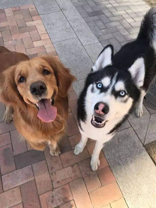 二哈和金毛约会后,看见二哈不正经的坐姿,难道身体被掏空了?