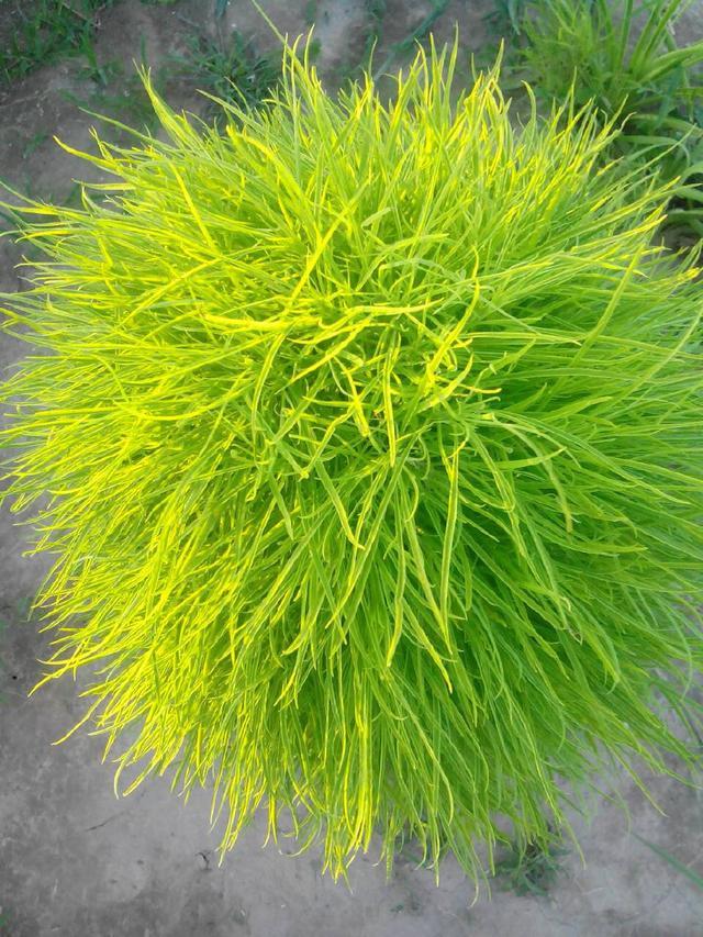 既能观叶又能吃,还能当扫帚用,这种盆栽,相信找不出第二种来|地肤