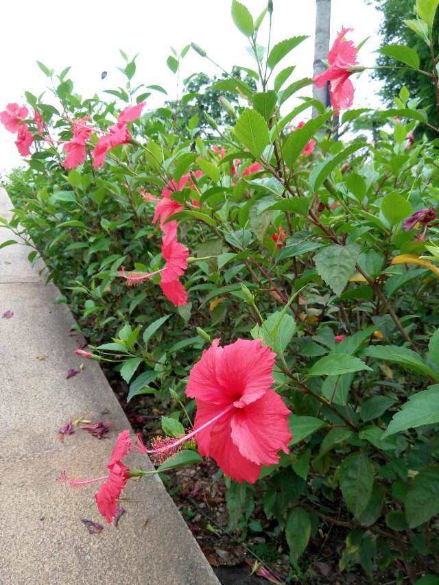 南宁最出名的花是三角梅,但真正的市花却是它,很多人不懂