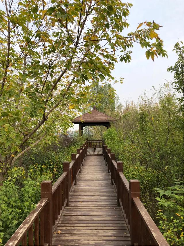 郑州树木园,面积大空气好,人少幽静,跑步散步都舒服,还免费