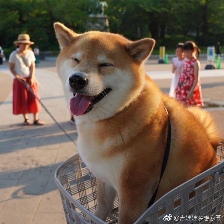 每天都笑脸相迎的小柴犬