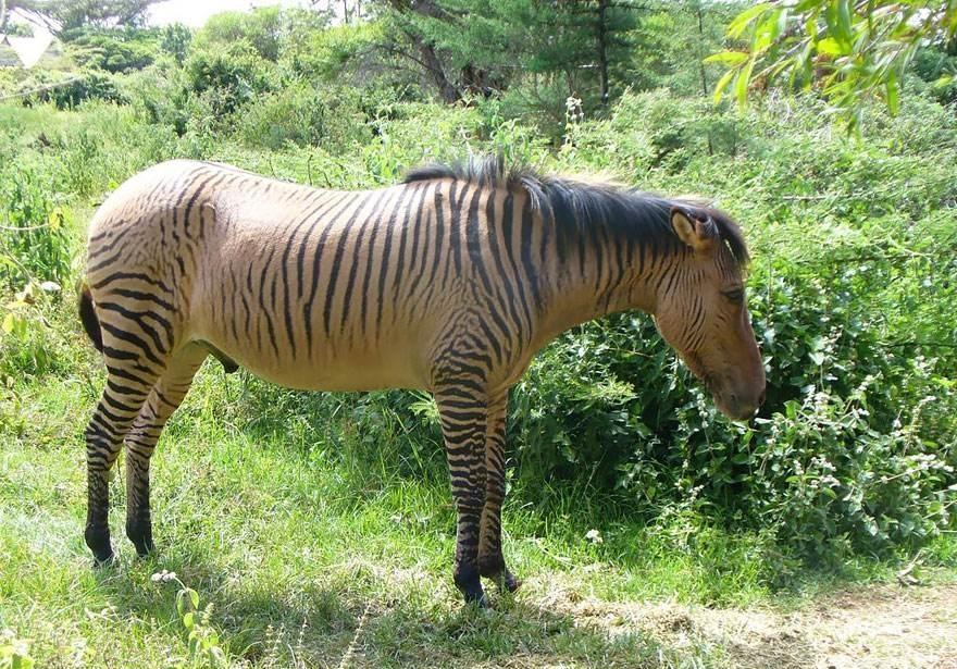 【杂交斑马】杂交斑马是斑马和别的马科物种的孩子,身上的斑纹颜色再