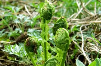 特色小吃|酸菜面|酸菜_新浪新闻