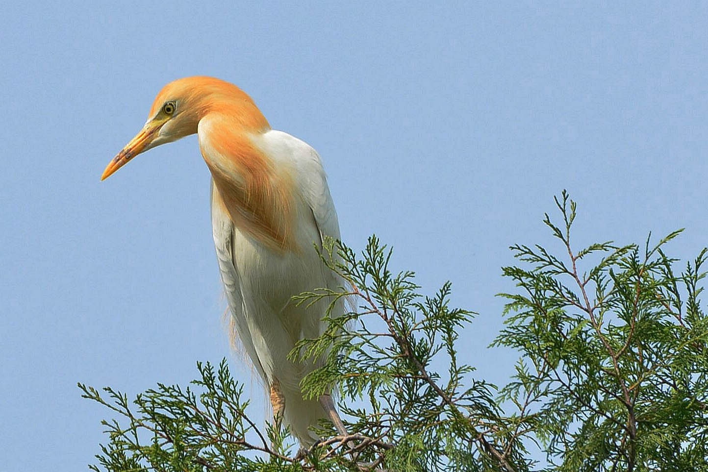 千余只保护鸟类牛背鹭大规模现身云南金平