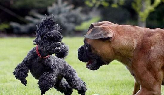 萌宠知多少:狗狗上完厕所为什么要往后踢?