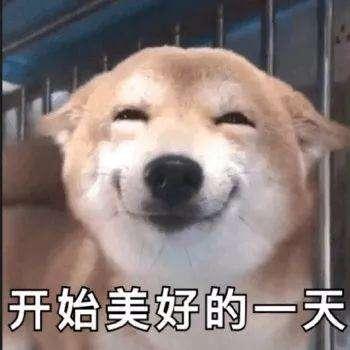 狗子表情包合集|狗子|合集|表情包_新浪新闻