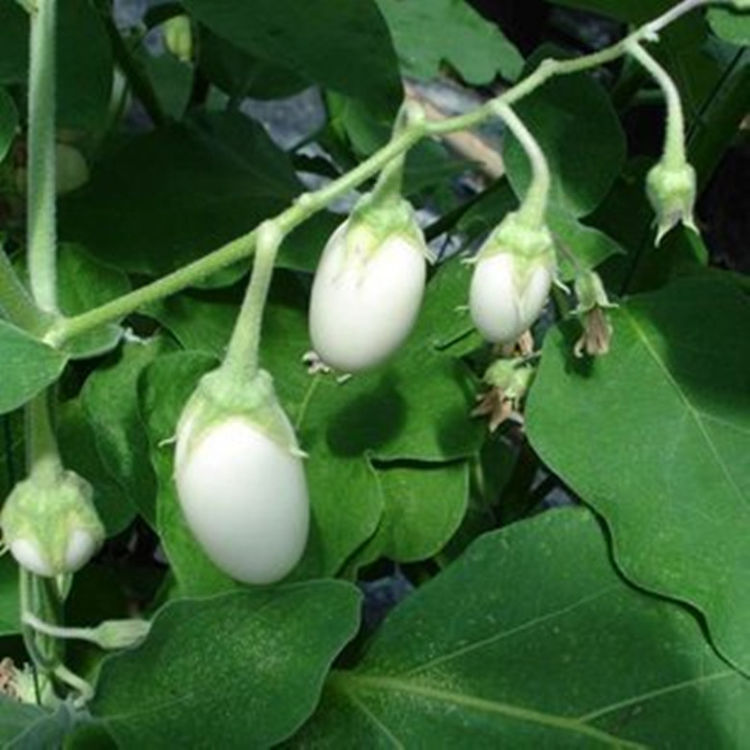 长在树上的鸡蛋,种植在阳台,白白的椭圆形还很好吃|金银茄|果实|小苗