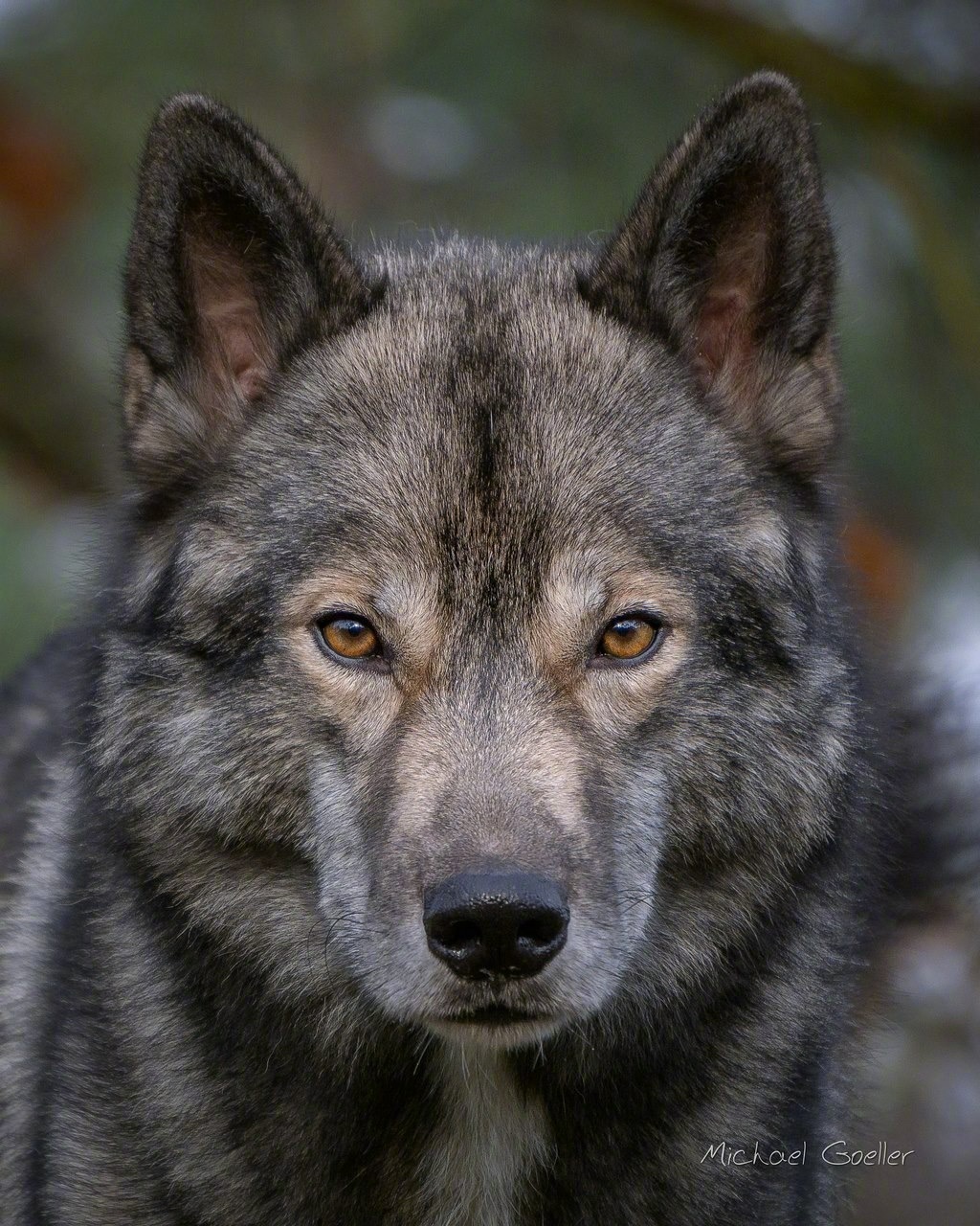 这只哈士奇叫ninja(忍者)从小和主人生活在德国的一个小镇