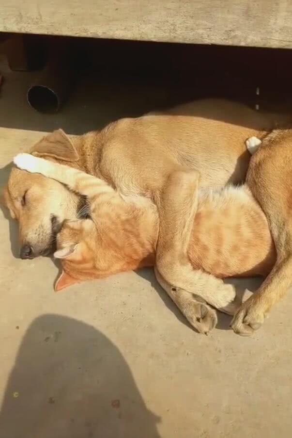 猫咪和狗狗抱团取暖,呼呼大睡,网友一瞧发现真爱