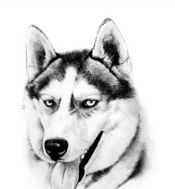 哈士奇的素描肖像, 为什么这么帅气