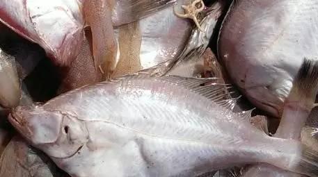 海鲜|梭鱼|蛴_新浪网