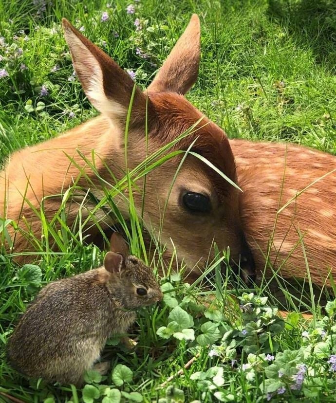 ins上很火的转运小鹿 见到10秒内转走一生好运