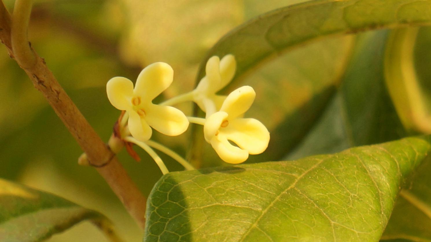 雨淅淅沥沥的下着桂花雨也下个不停微风拂动着花瓣飘来阵阵桂花香夜阑