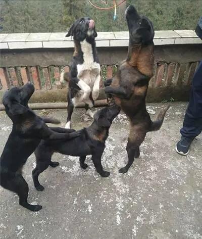 中国土狗中有名的猎犬:追野猪的高手,极品的价值过万