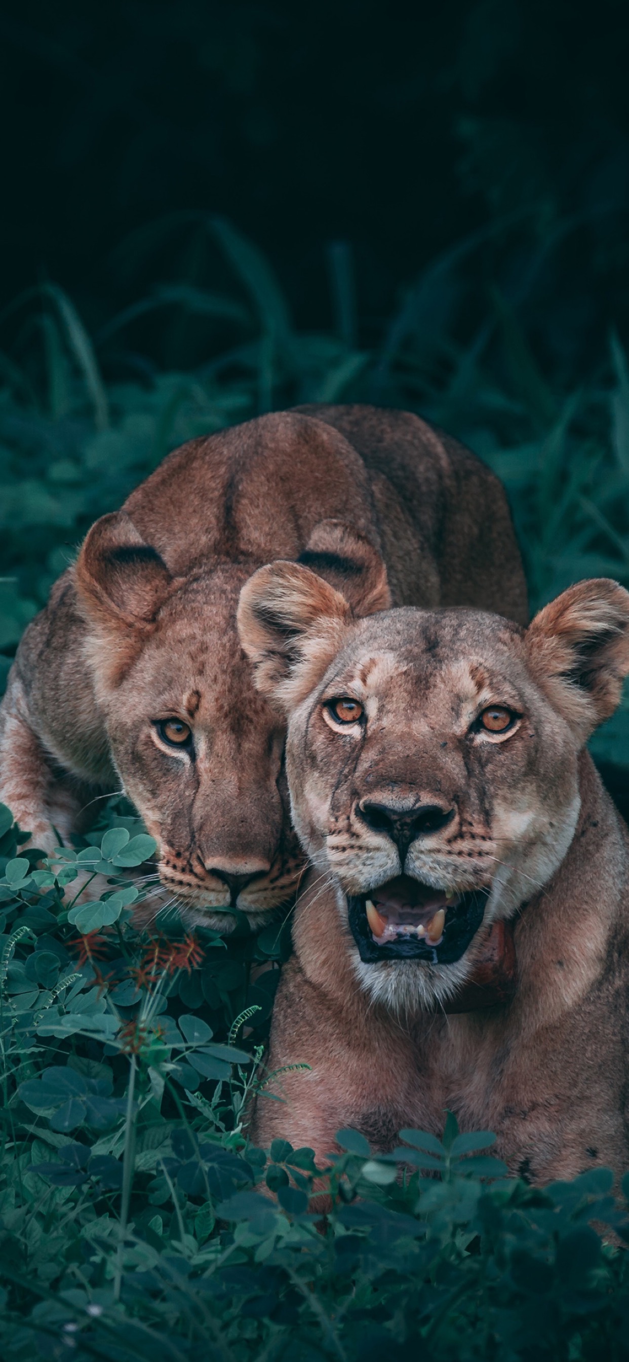 不要君整理了一点野兽壁纸,抱走不谢