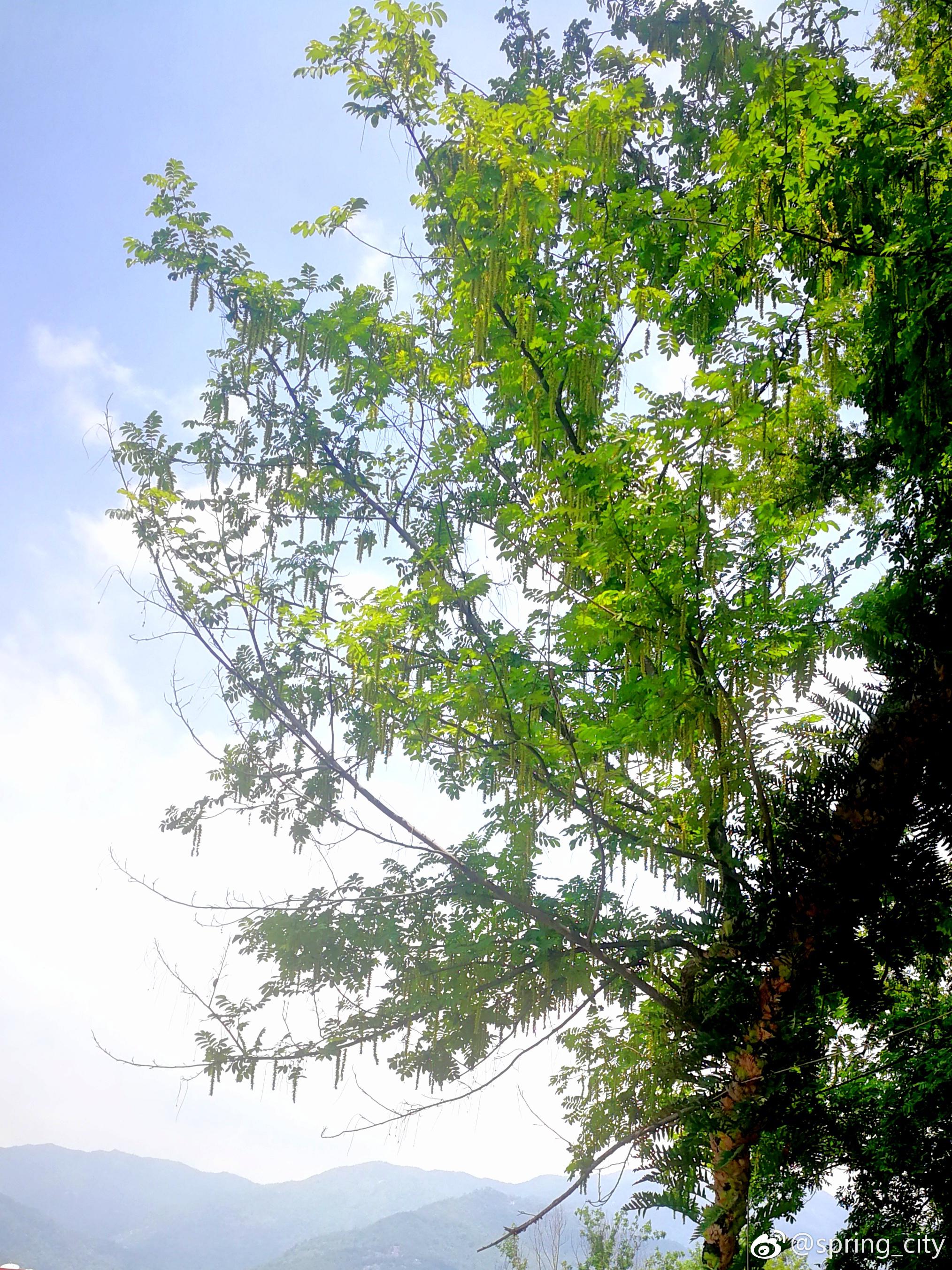 枫杨树|麻柳|杨树|枫杨_新浪新闻