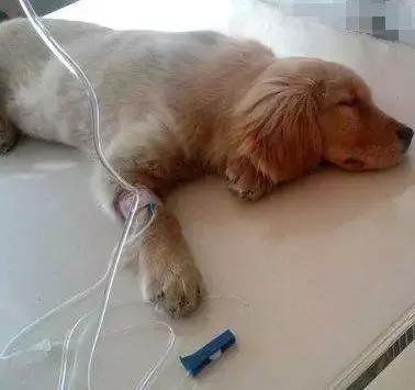 想自己给狗狗打针?