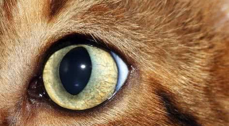 默念一个人的名字:4只眼睛,哪只是狗狗的?测你的洞察力如何