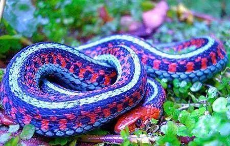 全球十大最美最漂亮的蛇|盲蛇|蟒蛇|袜带_新浪新闻