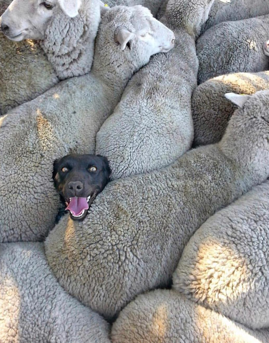 牧羊犬的工作就是大写的帅气|牧羊犬|羊群|狗狗_新浪新闻