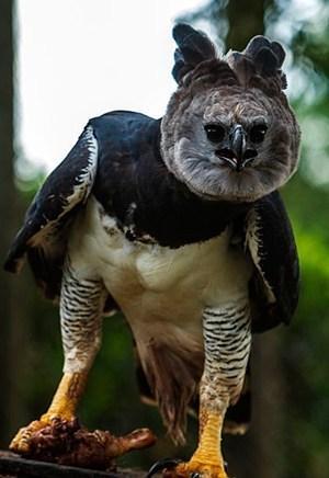 希腊神话里人面鹰身的怪物,负责将灵魂带给地狱之王哈迪斯