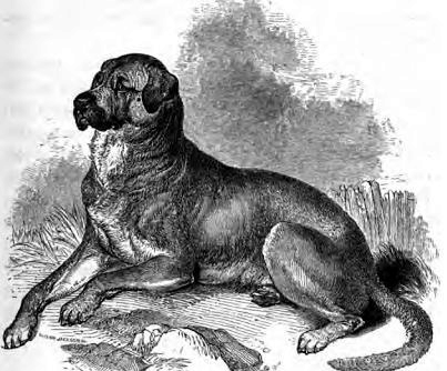 它们最早被引进到古巴也是用于斗狗游戏,它们的现代后裔远比原来的块