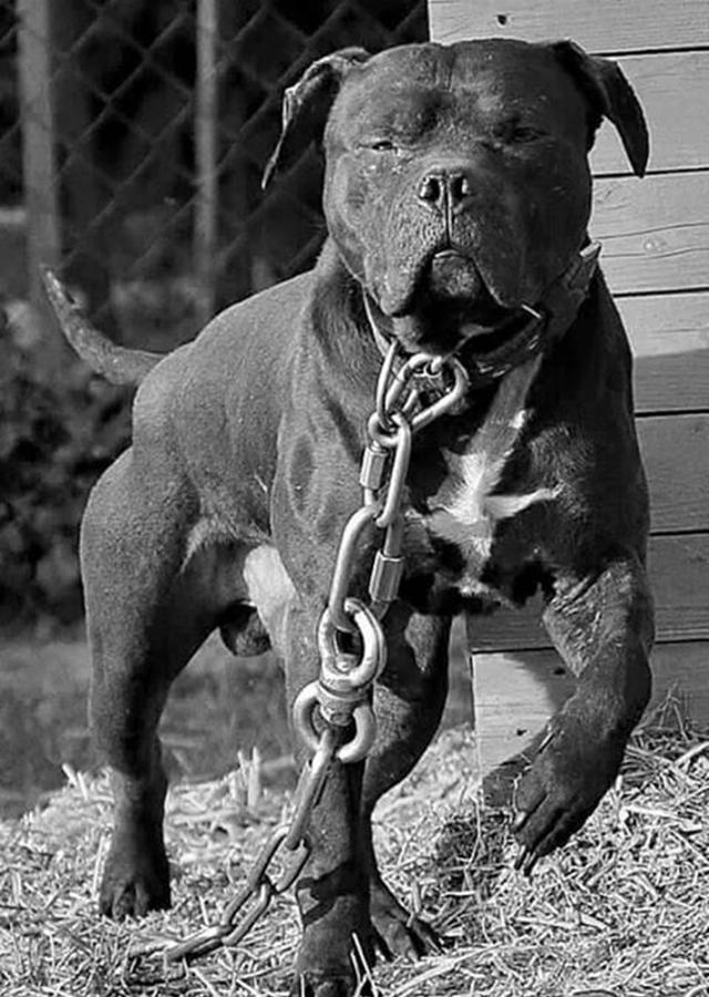 比特犬是一种搏击格斗犬也称比特斗狗