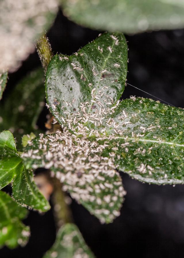 柿子树管理柿子树的天敌柿绵蚧防治措施要及时