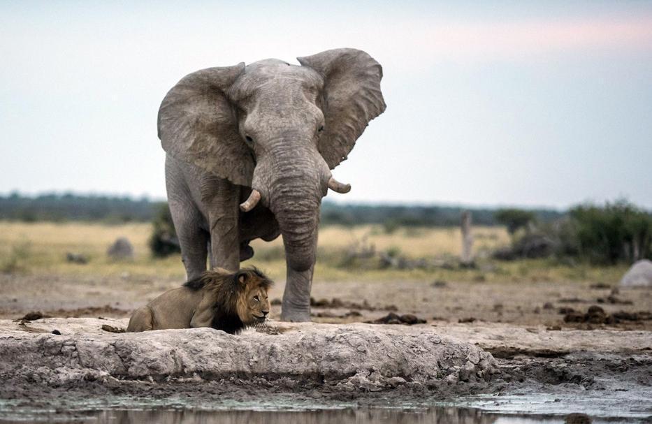 还好狮子及时发现(难道从水中看到了大象的倒影?)并赶忙逃开了.