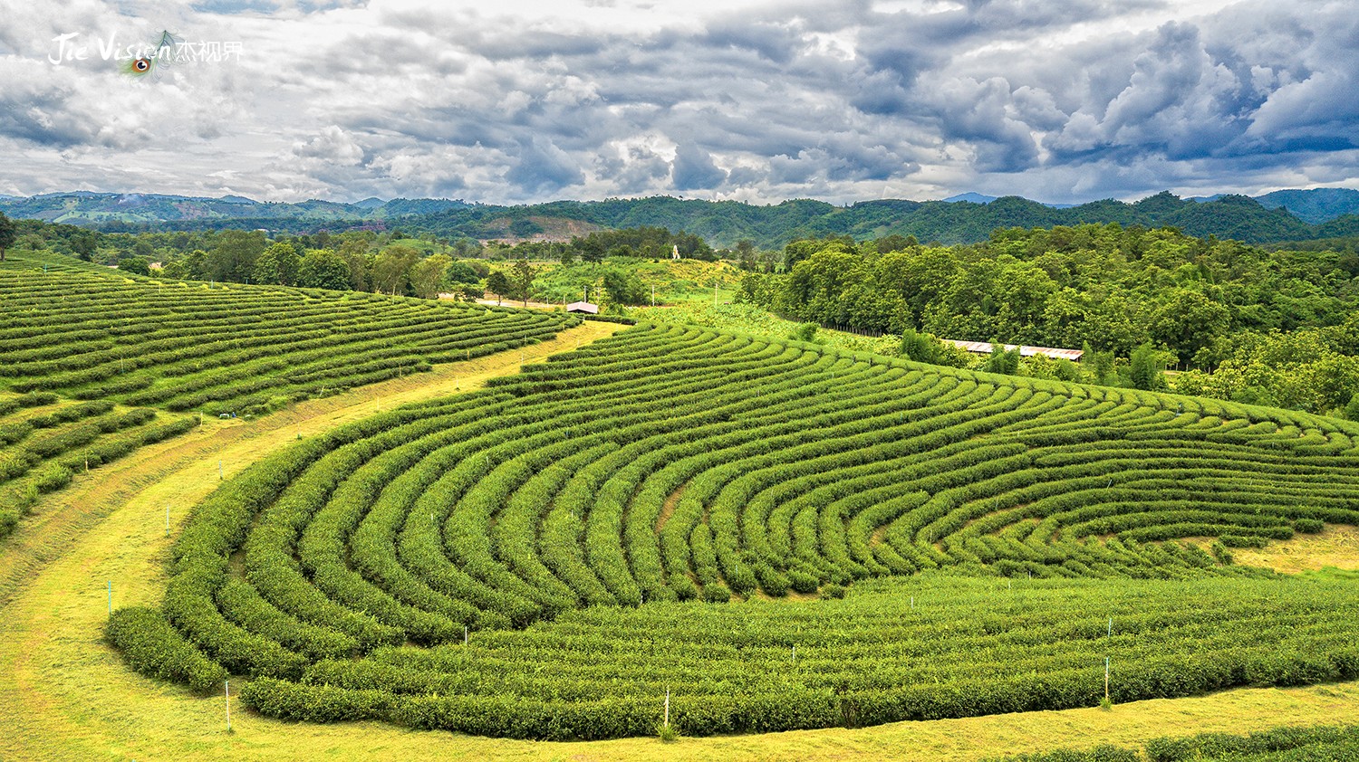 隐藏在泰国山中的"五线谱"不仅好喝还好看!世界级茶园"翠峰"