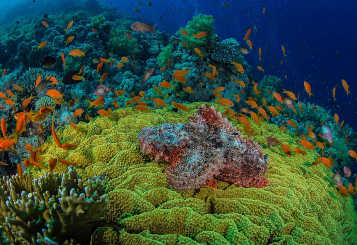 大堡礁, 海底的野生动物园