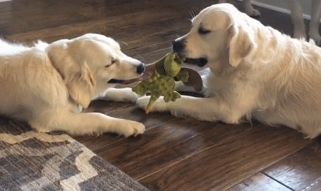 468_278gif 动态图 动图