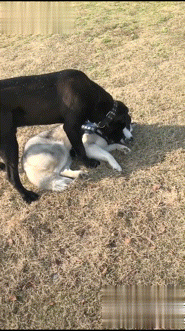 大黑狗:你刚说啥?哈士奇:你踩我尾巴了,但是我不怪你,你走吧