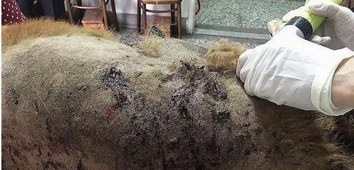 兽医仔细检查了狗狗的身体,发现狗狗的肚皮上血迹斑斑,一块块血肉触目