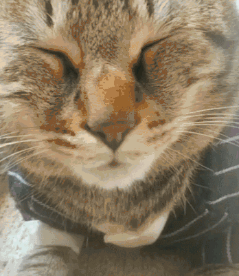 第二只半价|猫咪|狸花猫|双眼皮_新浪新闻