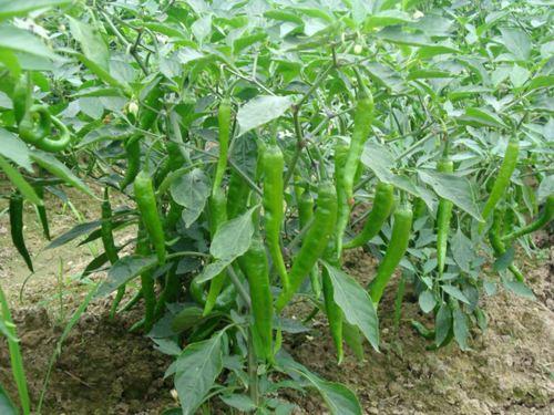 辣椒|追肥|植株_新浪新闻