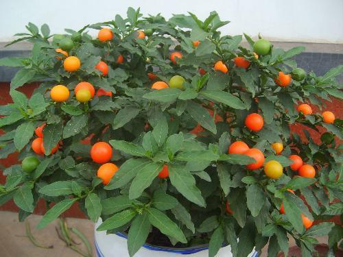 农村有一种野海椒,长得像圣女果,叶子能毒死牛,盆栽卖30 多元