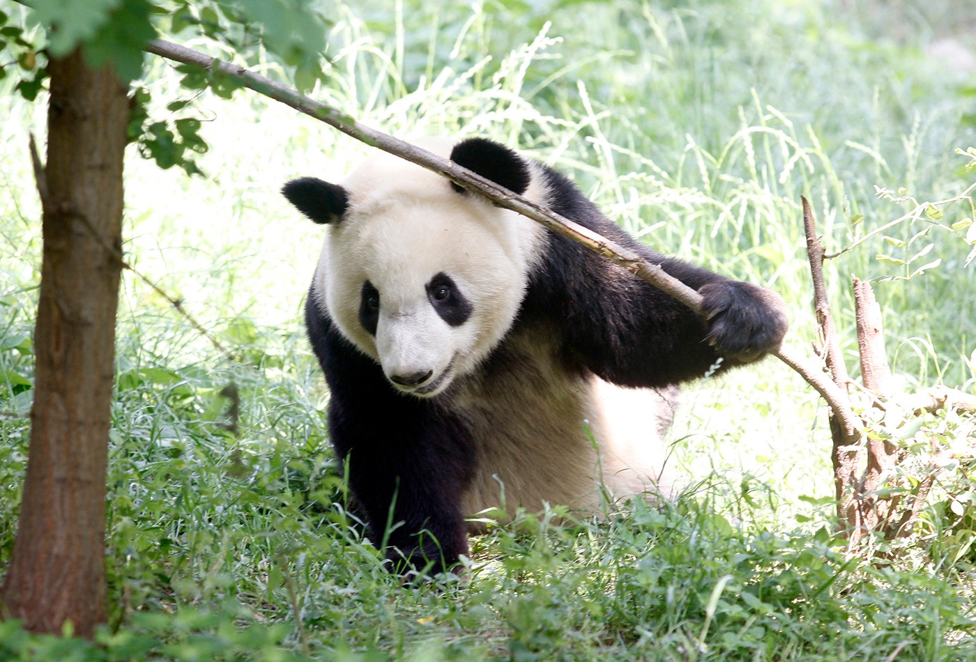 探访秦岭大熊猫研究中心 "滚滚"游戏戏耍