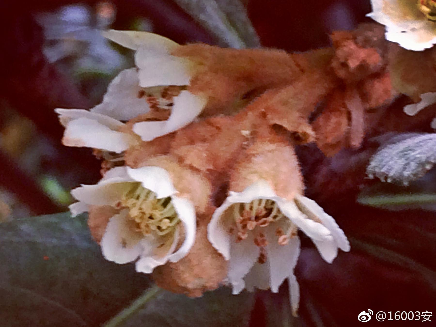 又是枇杷花开时 又是枇杷花开时