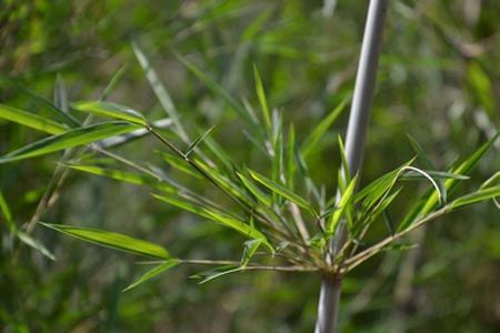 中医说治疗肺热内伤咳嗽除了鱼腥草蒲公英还有它