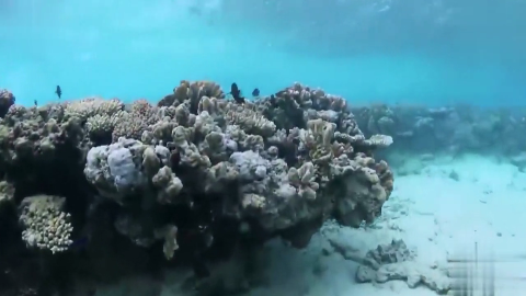 尹正潜水觅食 谁料鼻子突然出血